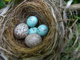 Knowing Beauty And Music Are Being Born Bird Eggs Bird Nest Wild Birds
