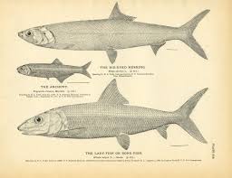 Big Eyed Herring Anchovy And Lady Fish Bone Fish Fishing Women Big Eyes Nature Photography Animals