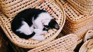 Cats can provide love and emotional support to their owners in the same way dogs can. Can Cats Be Emotional Support Animals Esa Doctors