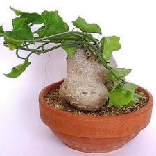 Image result for Zehneria