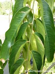 Image result for Drypetes sclerophylla