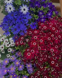 Image result for Cineraria