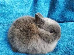 The cheapest offer starts at r 100. Dwarf Rabbits In Pets In South Africa Junk Mail