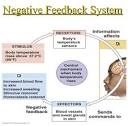 Feedback mechanism - Definition and Examples - Biology Online ...