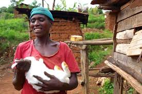 We did not find results for: How To Start And Make Money From Rabbit Farming Business Agro4africa