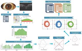 Circular functional analysis of OCT data for precise identification of  structural phenotypes in the eye | Scientific Reports