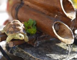 Position de la tortue table basse. Ma Table Les Tortues Accourent Chemin De Tables De Photos