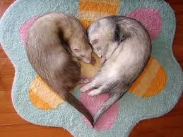 The ferret is the domesticated version of the european polecat. Female Ferrets Will Die If They Don T Mate