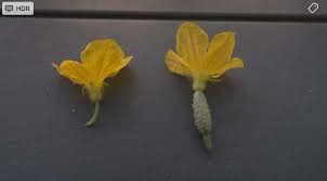 Image result for how to self pollinate cucumbers