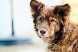 4 Companies Recall Dog Food Treats For Salmonella Simplemost