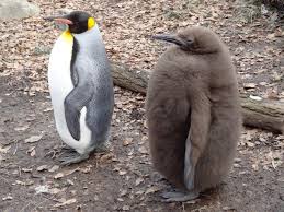 Beginning of a dialog window, including tabbed navigation to register an account or sign in to an existing account. Fun Penguin Day Activities For Kids Wehavekids