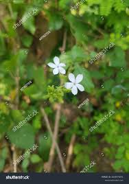 Image result for Plumbago zeylanica