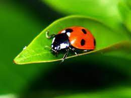 Now you have all the information and help necessary to grow an amazing garden using natural pest control. Natural Pest Control Methods