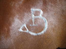 A mark put on criminals with a hot iron. Freeze Brand Wikipedia