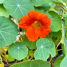 Image result for Nasturtium