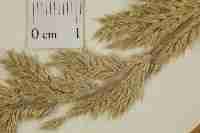 Image result for Eriochloa macclounii