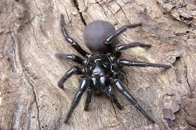 Steatoda nobilis can be identified by its bulbous midrift, glossy tawny. All About Poisonous Spiders Terminix