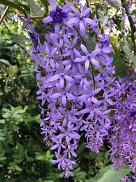 Discover the plant that best suits your garden. How To Grow Climbing Plants On A Balcony Or Patio