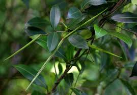 Image result for Secamone