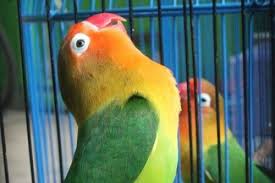 Racikan jamu lovbirt konslet untuk betina. Burung Lovebird Ngekek Panjang Dari Perawatan Sampai Makanan