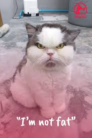 Pin On Fat Cat