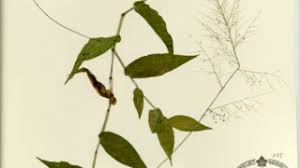 Image result for Panicum brevifolium