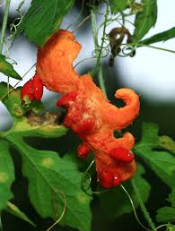 Image result for Momordica charantia