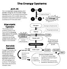 Diagrams Make Revision So Much Easier Revision Motivation Mcat Study Science Notes
