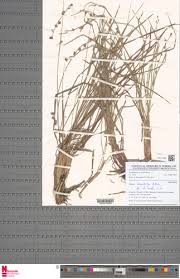 Image result for Scleria melanotricha