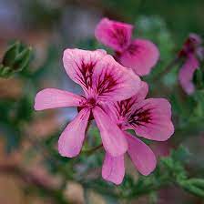 Pin On Plant Lust