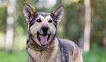 German Shepherd Husky Mix - An Ultimate Guide - PetDT