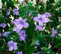 Image result for Barleria setosa