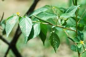 Image result for Corchorus olitorius
