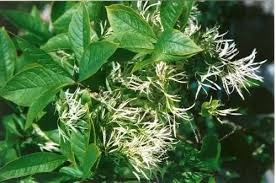 Image result for Chionanthus