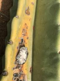Fungicides can be applied to a garden using a spray bottle. Cactus Anthracnose Control Tips For Treating Fungal Diseases In Cactus Dummer Garden Manage Gfinger Is The Best Garden Manage App