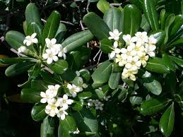 Image result for Pittosporum tobira