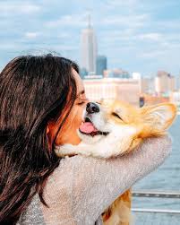 Maxine the Fluffy Corgi added a...