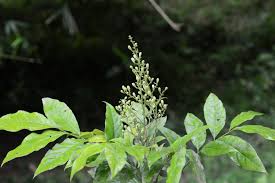 Image result for Clausena