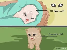 Feral kittens are kittens who have not yet been socialized to humans. 3 Ways To Catch A Stray Kitten Wikihow