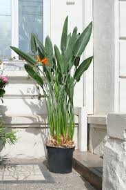 Image result for Strelitzia