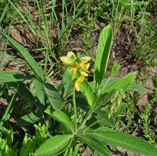 Image result for Eriosema