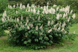 Image result for Hippocratea parviflora