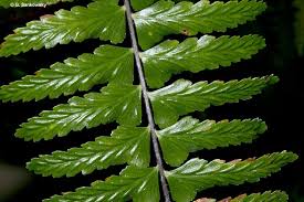 Image result for Asplenium smedsii