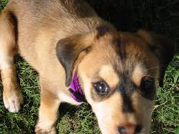 Lancaster puppies has your husky mix. 28 German Shepherd And Husky Wallpapers On Wallpapersafari