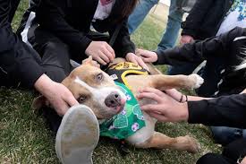 Because the aluetian island of alaska straddle 180 degrees longitude,907is both the farthest west and the farthest east area code. Getting A Pit Bull Adopted Into A Home Best Friends Animal Society