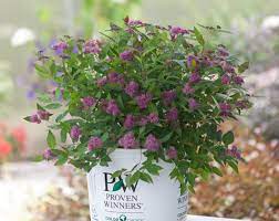 Rich purple red new growth in spring complements deep pink summer flowers. Spiraea Japonica Double Play Artist Galen Pw Laubgeholze Sortiment Shop Kordes Jungpflanzen