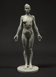 Great anatomy reference and product just wish they made them slightly larger scale but i. Anatomy Figures For Character Designers