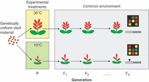 Outline Of An Experimental Design That Tests For Environmentally Download Scientific Diagram