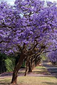 The plant is incredibly hardy and can be pruned to shrub size or trained to form a. Flowering Trees Florida Jacaranda Tree Flowering Trees Purple Trees