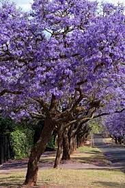The plant is incredibly hardy and can be pruned to shrub size or trained to form a. Flowering Trees Florida Jacaranda Tree Flowering Trees Purple Trees